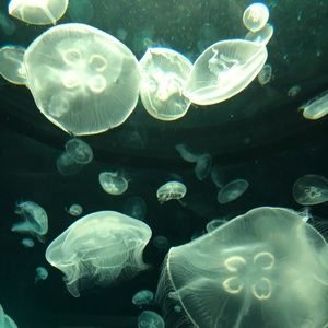 Meet your Posher, Celine